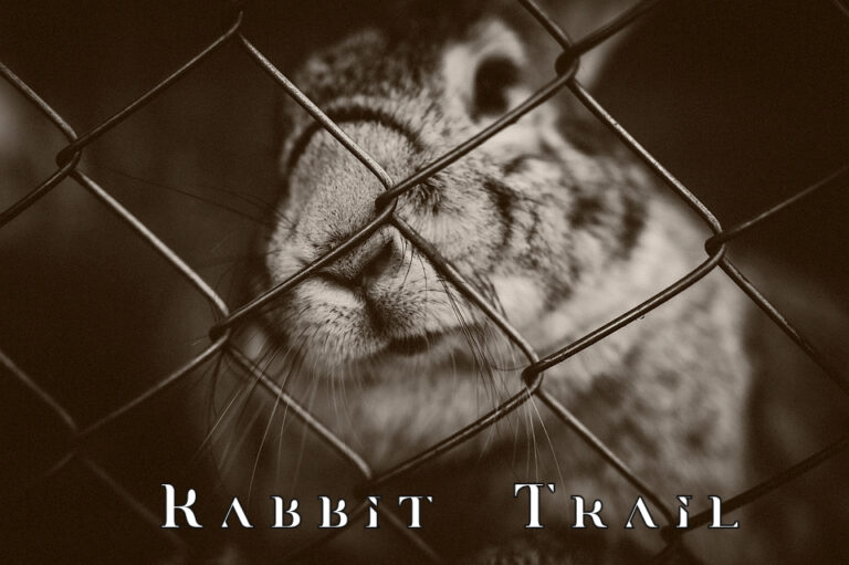 Rabbit Trail